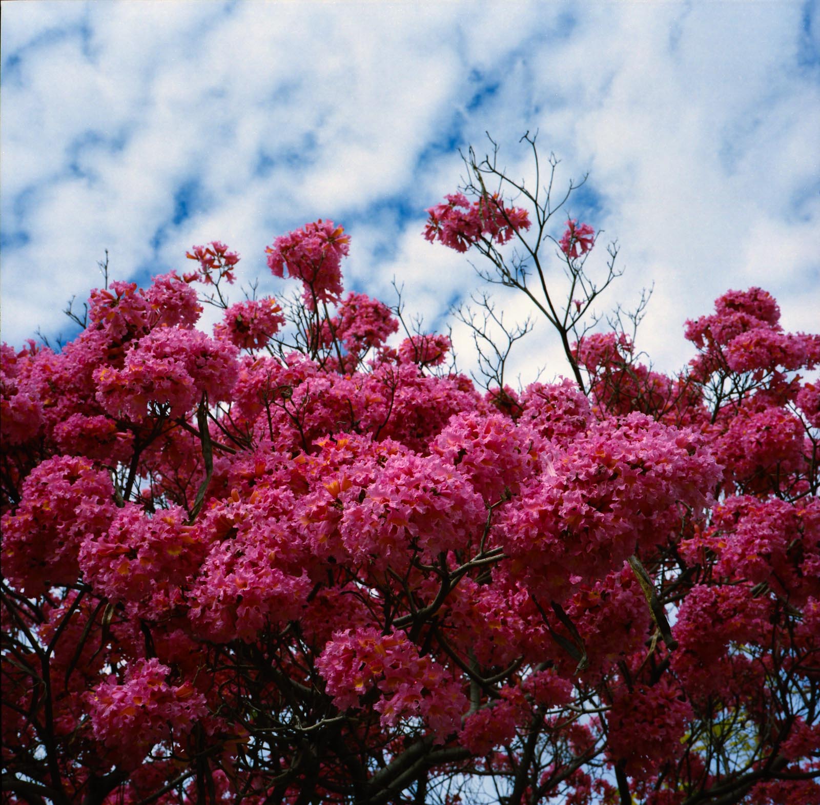 Wintry Mountain Landscape